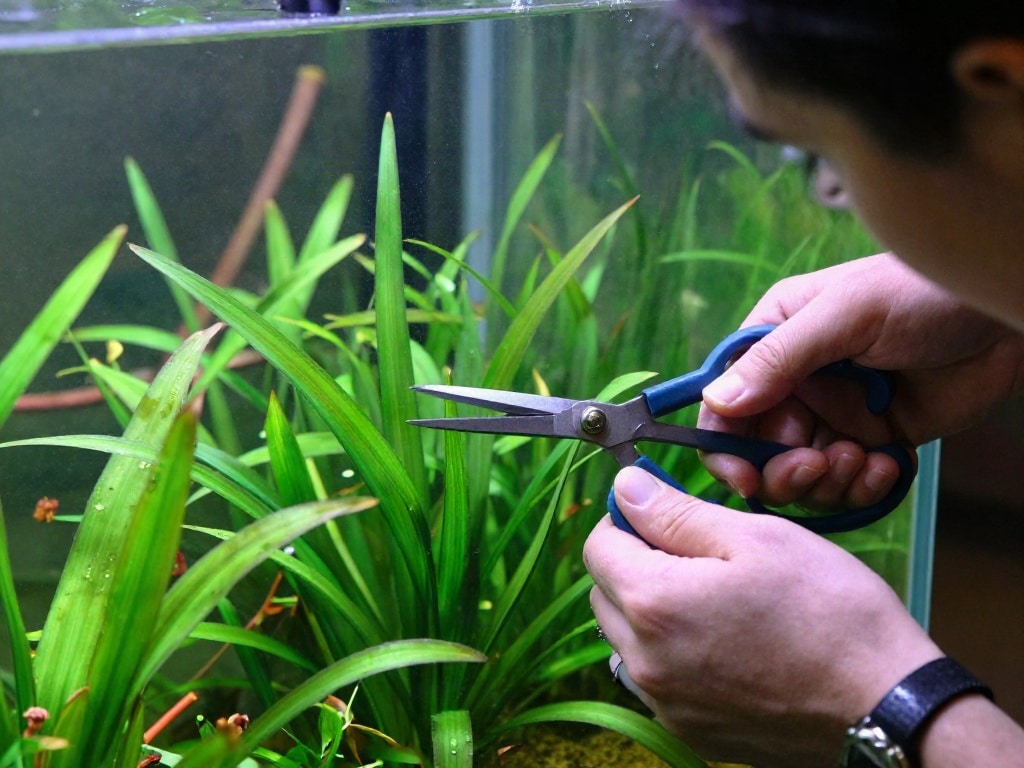 Aquarienpflanzen schneiden