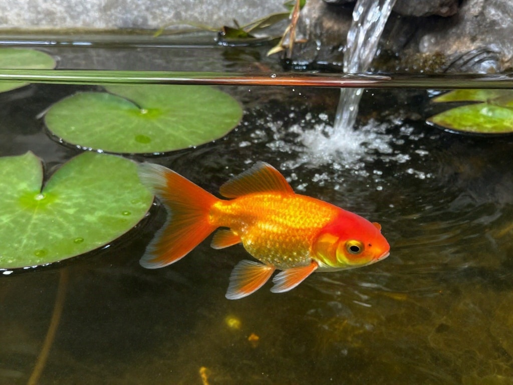Goldfische im Teich