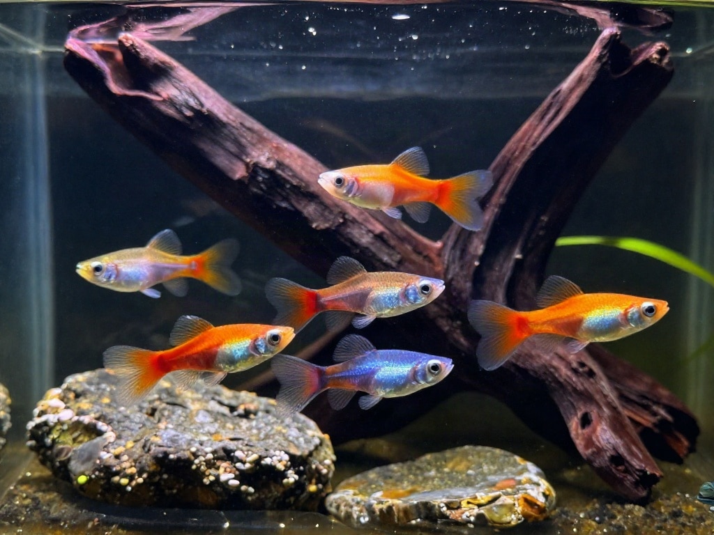 Guppy Haltung