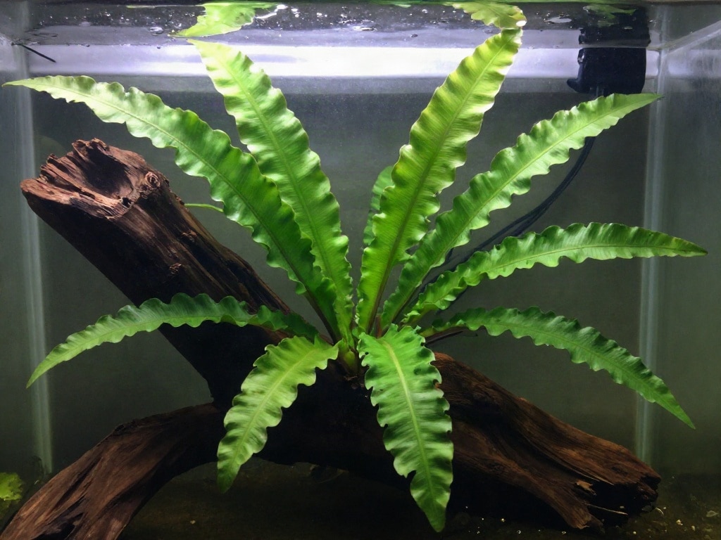 Javafarn Aquarium