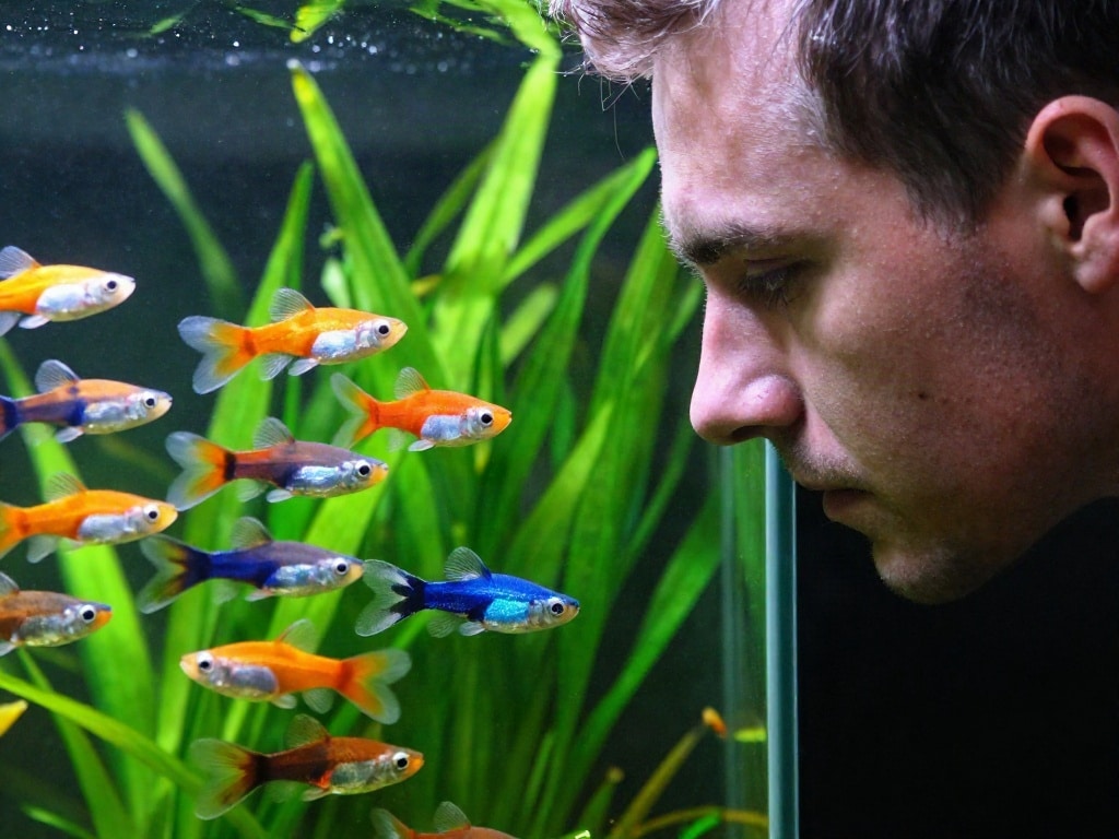 Lebendgebärende Fische