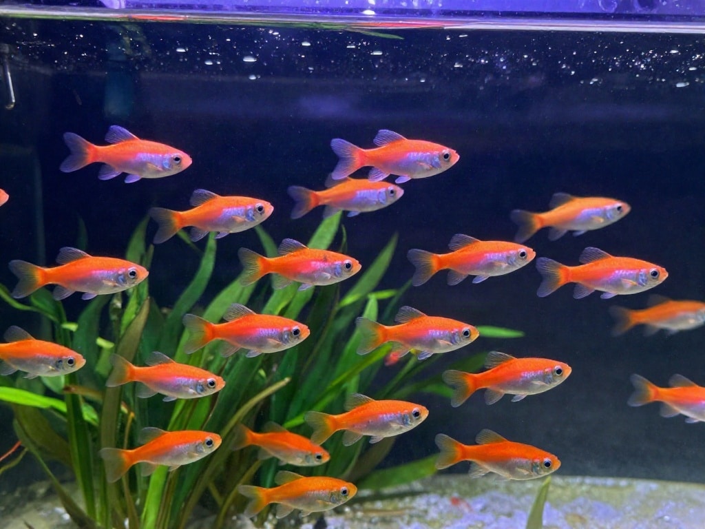 Schwarmfische Aquarium