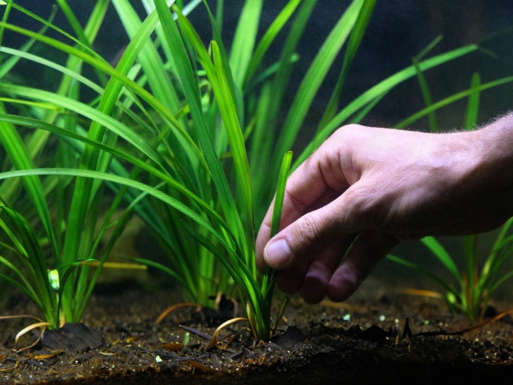 Vallisneria Aquarium